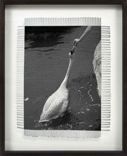 Load image into Gallery viewer, DO NOT FEED SWANS - HAND WOVEN PHOTOGRAPH