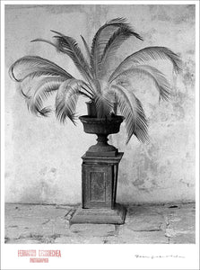 PALM IN VASE - Giclee Print - Stamped and Signed