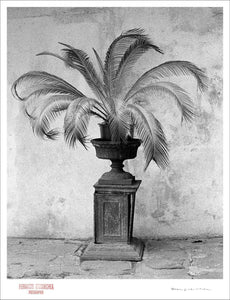 PALM IN VASE - Giclee Print - Stamped and Signed