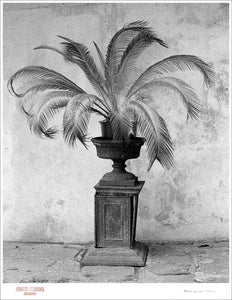 PALM IN VASE - Giclee Print - Stamped and Signed