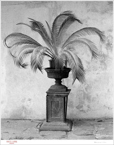 PALM IN VASE - Giclee Print - Stamped and Signed