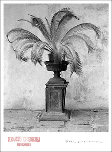PALM IN VASE - Giclee Print - Stamped and Signed