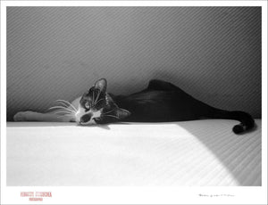 CAT NAP - Giclee Print - Stamped and Signed