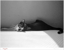 Load image into Gallery viewer, CAT NAP - Giclee Print - Stamped and Signed