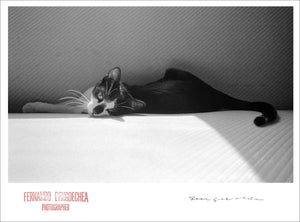 CAT NAP - Giclee Print - Stamped and Signed