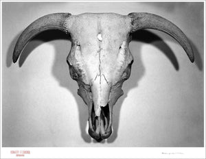 CABEZA DE VACA - Giclee Print - Stamped and Signed