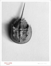 Load image into Gallery viewer, HORSESHOE CRAB - Giclee Print - Stamped and Signed