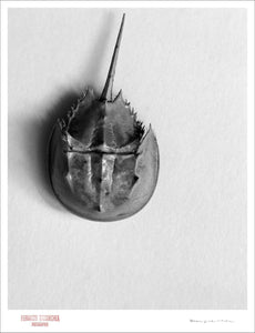 HORSESHOE CRAB - Giclee Print - Stamped and Signed