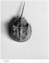 Load image into Gallery viewer, HORSESHOE CRAB - Giclee Print - Stamped and Signed