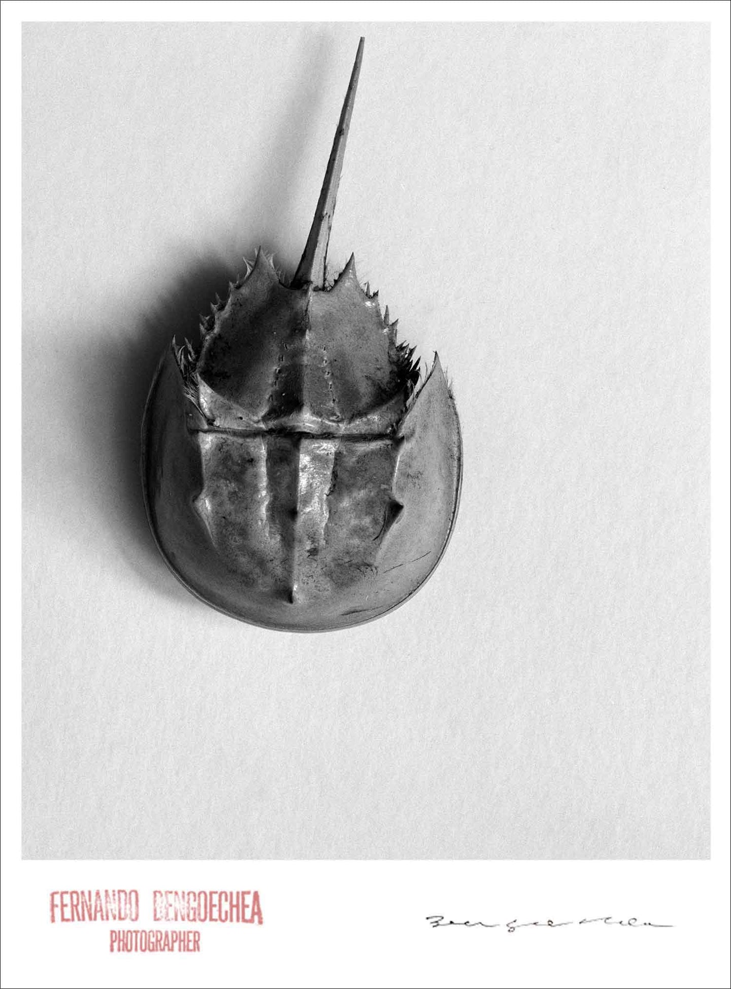 HORSESHOE CRAB - Giclee Print - Stamped and Signed