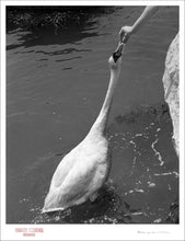 Load image into Gallery viewer, DO NOT FEED SWANS - Giclee Print - Stamped and Signed