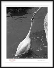 Load image into Gallery viewer, DO NOT FEED SWANS - Giclee Print - Stamped and Signed