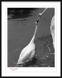 DO NOT FEED SWANS - Giclee Print - Stamped and Signed