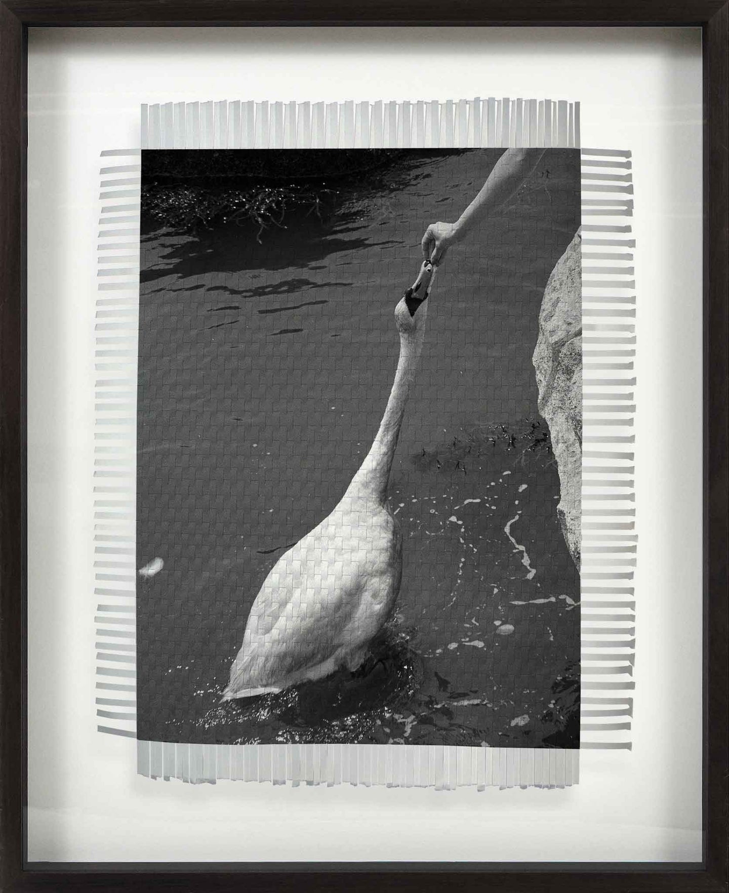 DO NOT FEED SWANS - HAND WOVEN PHOTOGRAPH