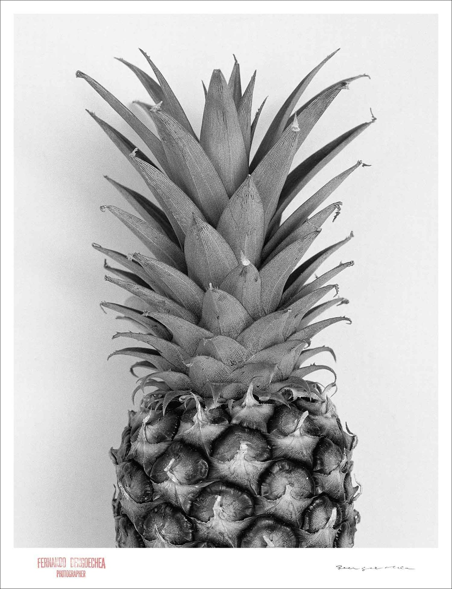 HALF PINEAPPLE - Giclee Print - Stamped and Signed