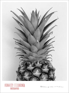 HALF PINEAPPLE - Giclee Print - Stamped and Signed