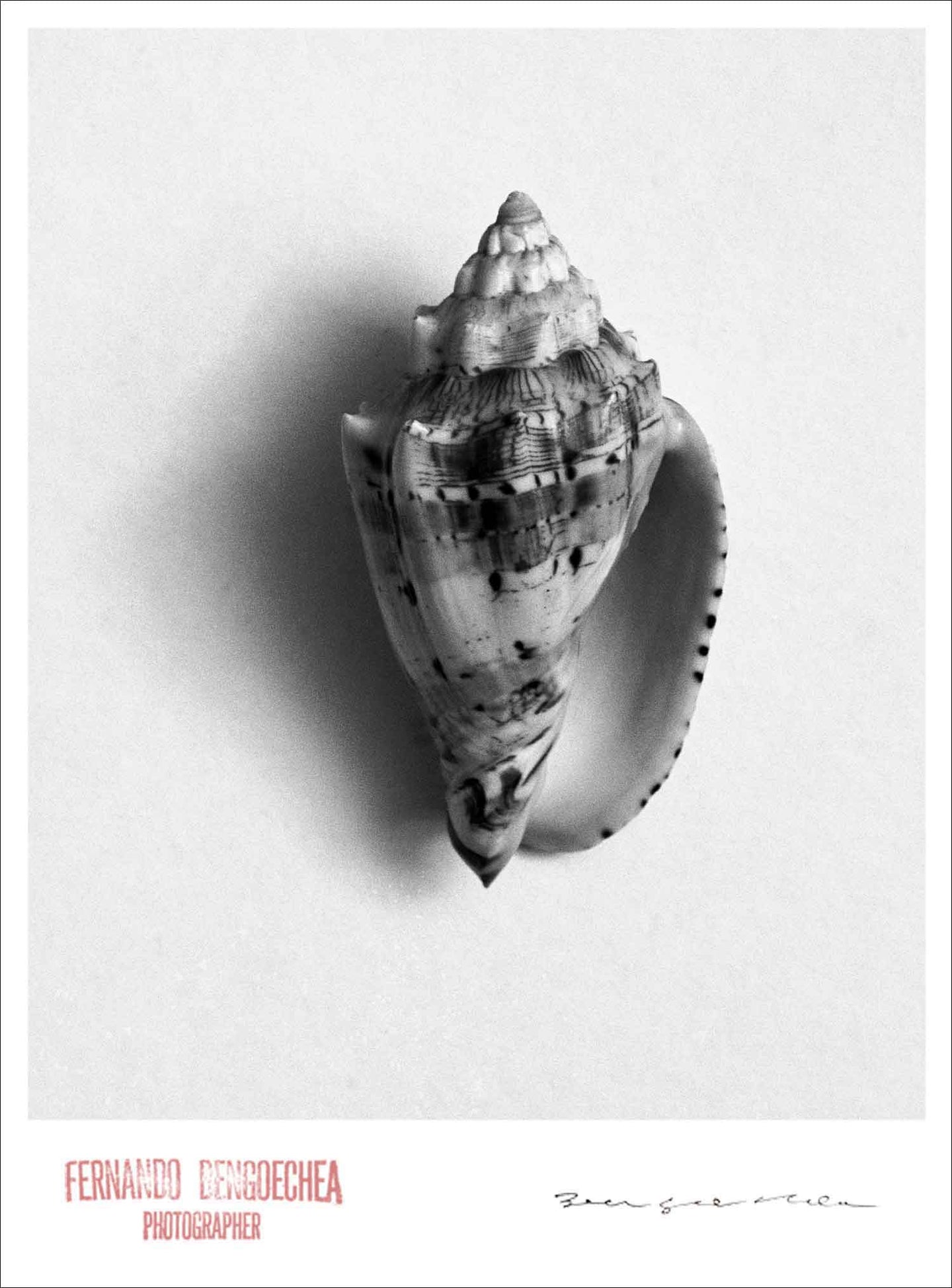 HEAR THE OCEAN - Giclee Print - Stamped and Signed