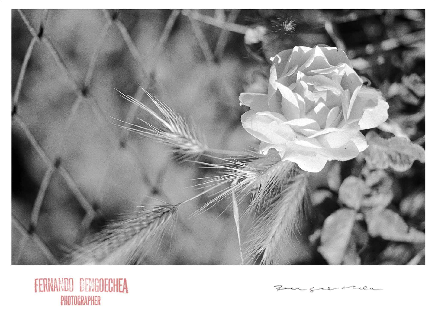 IN MEMORY - Giclee Print - Stamped and Signed