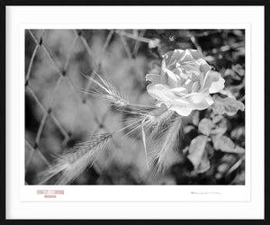 IN MEMORY - Giclee Print - Stamped and Signed