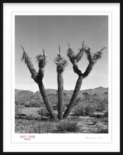 Load image into Gallery viewer, KARMA TREE # 5 - Giclee Print - Stamped and Signed