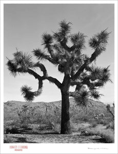 KARMA TREE # 7 - Giclee Print - Stamped and Signed