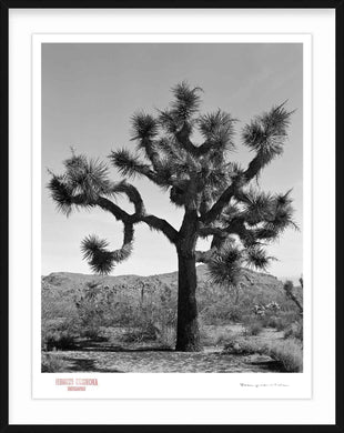 KARMA TREE # 7 - Giclee Print - Stamped and Signed