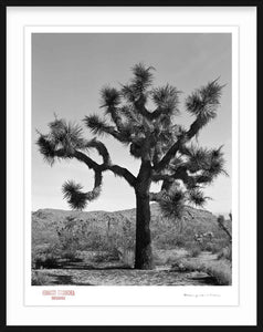 KARMA TREE # 7 - Giclee Print - Stamped and Signed