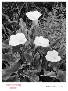 LILIES - Giclee Print - Stamped and Signed