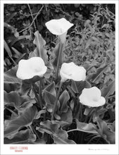 Load image into Gallery viewer, LILIES - Giclee Print - Stamped and Signed