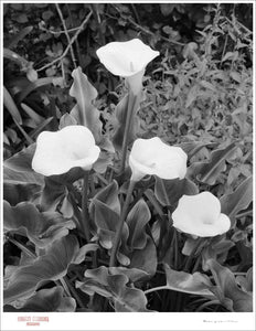 LILIES - Giclee Print - Stamped and Signed