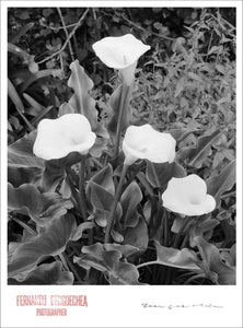 LILIES - Giclee Print - Stamped and Signed