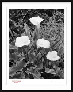 LILIES - Giclee Print - Stamped and Signed