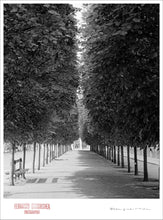 Load image into Gallery viewer, LINED TREES - Giclee Print - Stamped and Signed