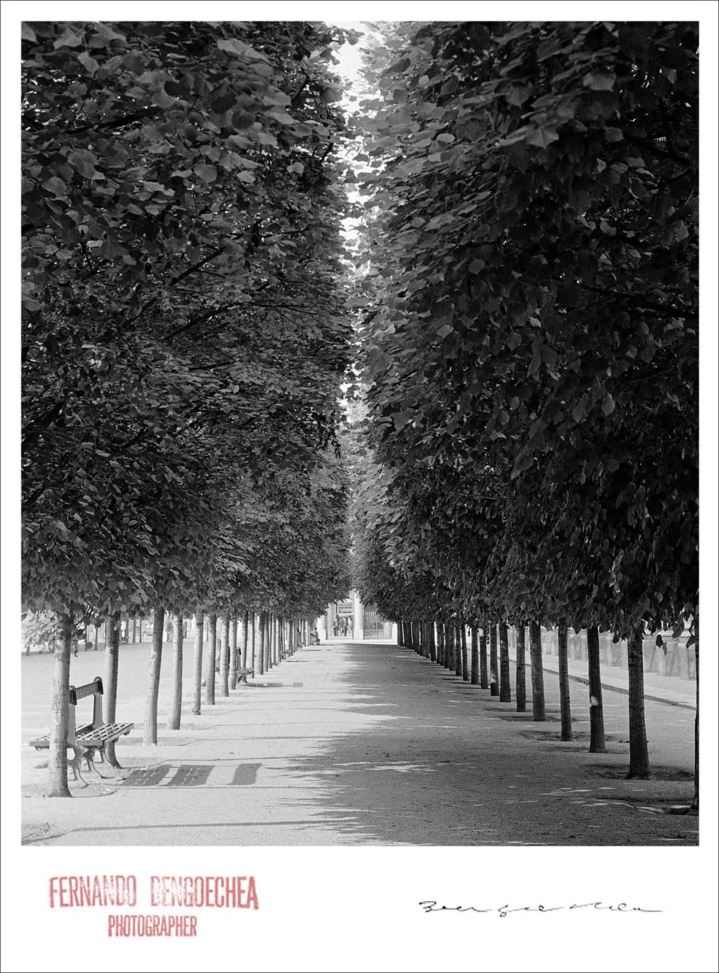 LINED TREES - Giclee Print - Stamped and Signed