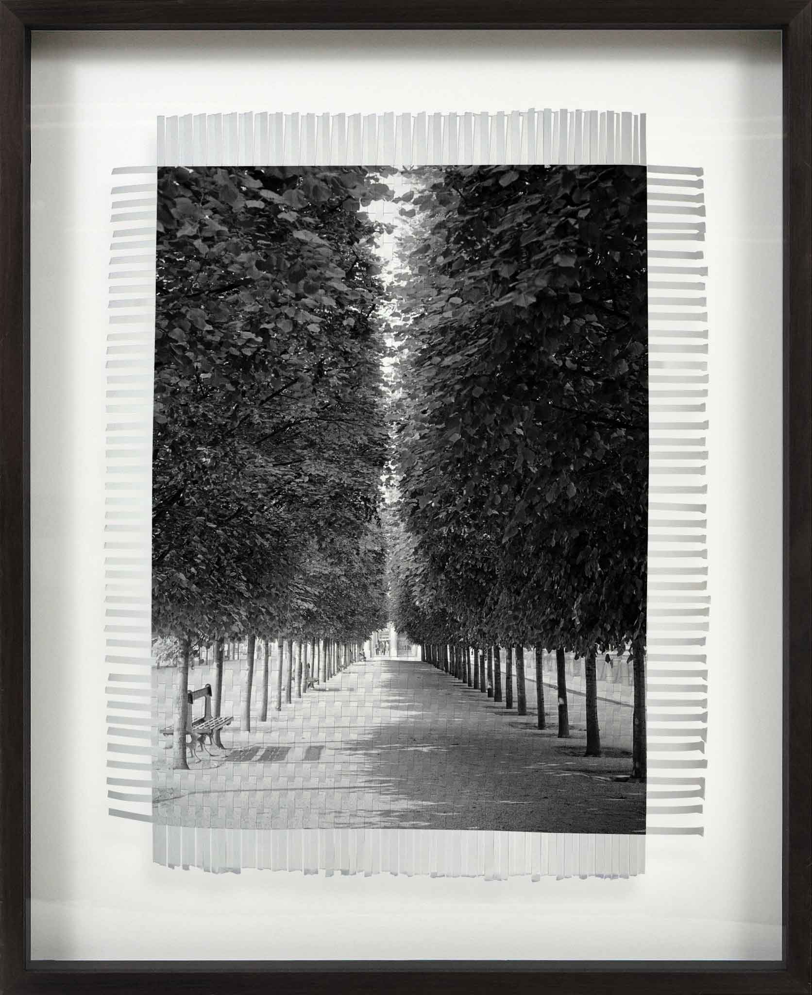 LINED TREES - HAND WOVEN PHOTOGRAPH – The Studio at Fernando