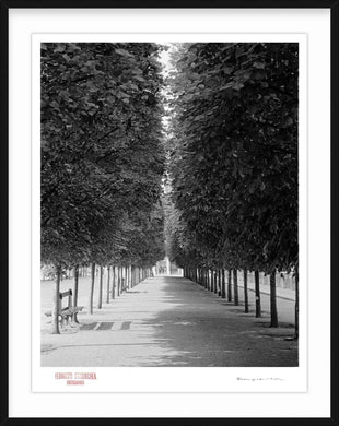 LINED TREES - Giclee Print - Stamped and Signed
