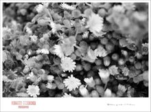 Load image into Gallery viewer, LITTLE FLOWERS - Giclee Print - Stamped and Signed
