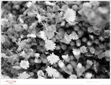 Load image into Gallery viewer, LITTLE FLOWERS - Giclee Print - Stamped and Signed
