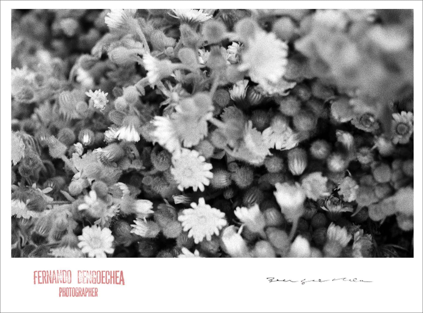 LITTLE FLOWERS - Giclee Print - Stamped and Signed