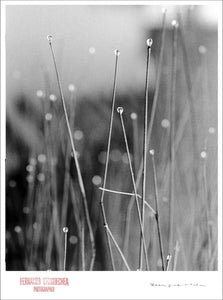 MORNING DEW - Giclee Print - Stamped and Signed