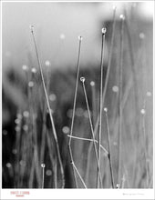 Load image into Gallery viewer, MORNING DEW - Giclee Print - Stamped and Signed
