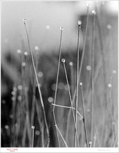 Load image into Gallery viewer, MORNING DEW - Giclee Print - Stamped and Signed