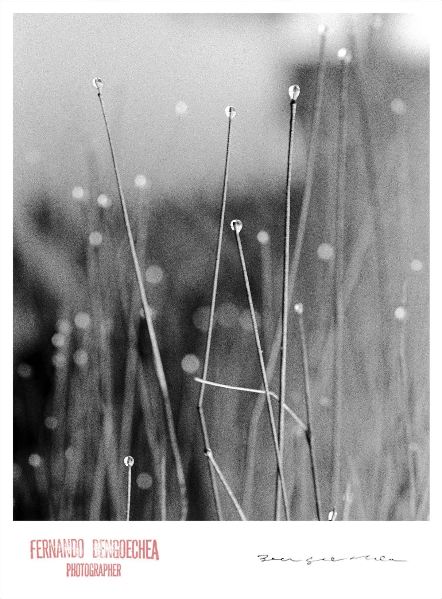 MORNING DEW - Giclee Print - Stamped and Signed