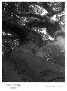NATURAL CURVES - Giclee Print - Stamped and Signed