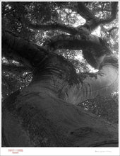 Load image into Gallery viewer, NATURAL CURVES - Giclee Print - Stamped and Signed