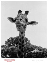 Load image into Gallery viewer, SMILE OF A GIRAFFE - Giclee Print - Stamped and Signed