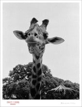 Load image into Gallery viewer, SMILE OF A GIRAFFE - Giclee Print - Stamped and Signed