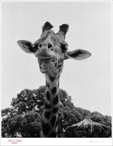SMILE OF A GIRAFFE - Giclee Print - Stamped and Signed