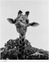 Load image into Gallery viewer, SMILE OF A GIRAFFE - Giclee Print - Stamped and Signed