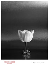 Load image into Gallery viewer, TULIP ON TABLE - Giclee Print - Stamped and Signed